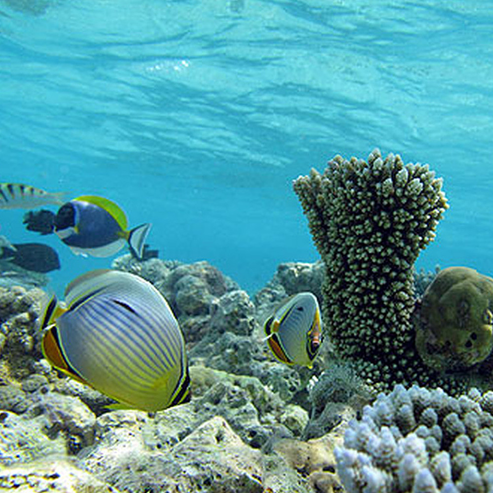 Al Arabi Travel Agency Maldives Snorkeling Session Contribution