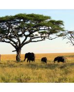 Al Arabi Travel Agency Serengeti National Park Safari Contribution 