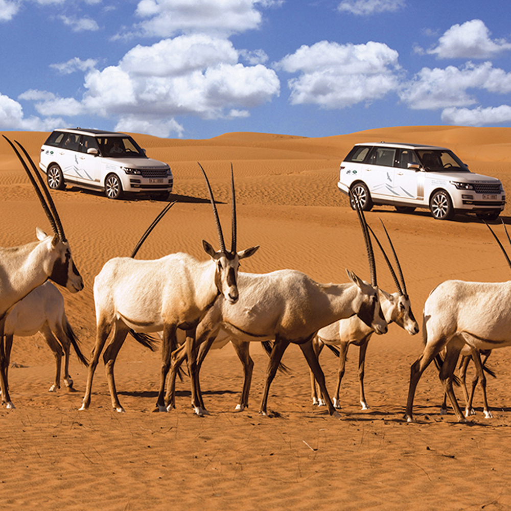Platinum Luxury Desert Safari - Adult