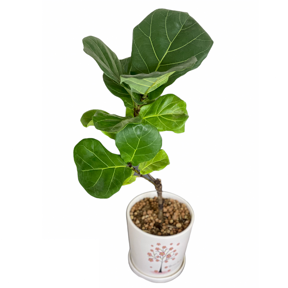 Ficus Lyrata (L)