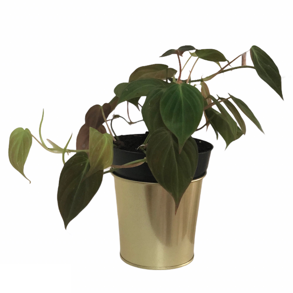 Philodendron Micans (M)